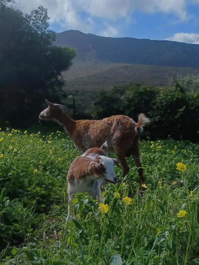 Camping En Molino Dorado Facinas Ισπανία